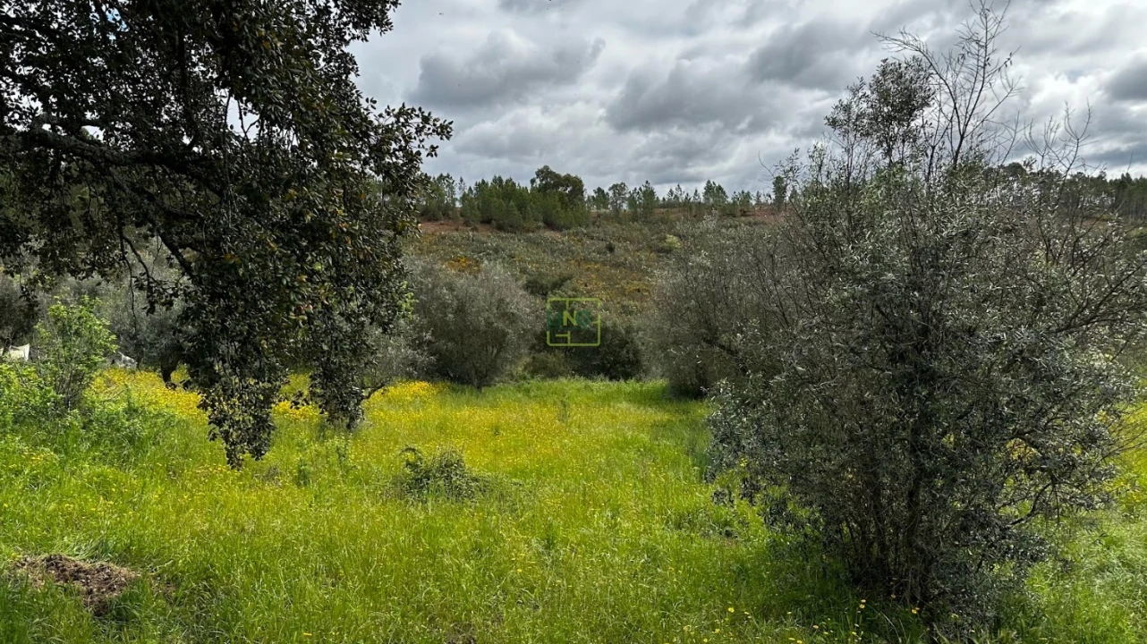 Terreno Agricola ou Rústico para Venda em Santo Andre das Tojeiras Foto 11