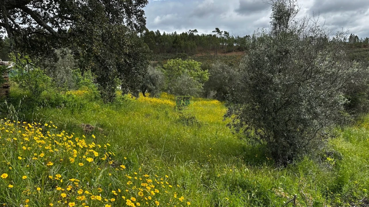 Terreno Agricola ou Rústico para Venda em Santo Andre das Tojeiras Foto 12