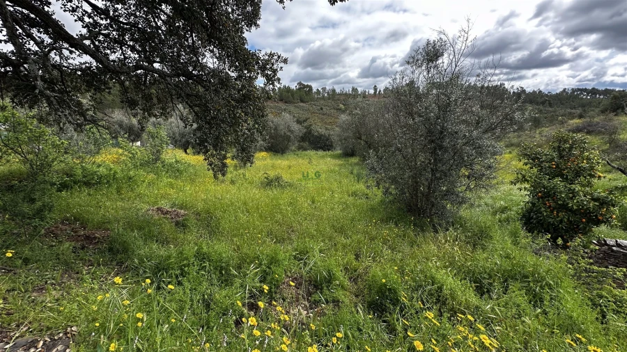 Terreno Agricola ou Rústico para Venda em Santo Andre das Tojeiras Foto 6
