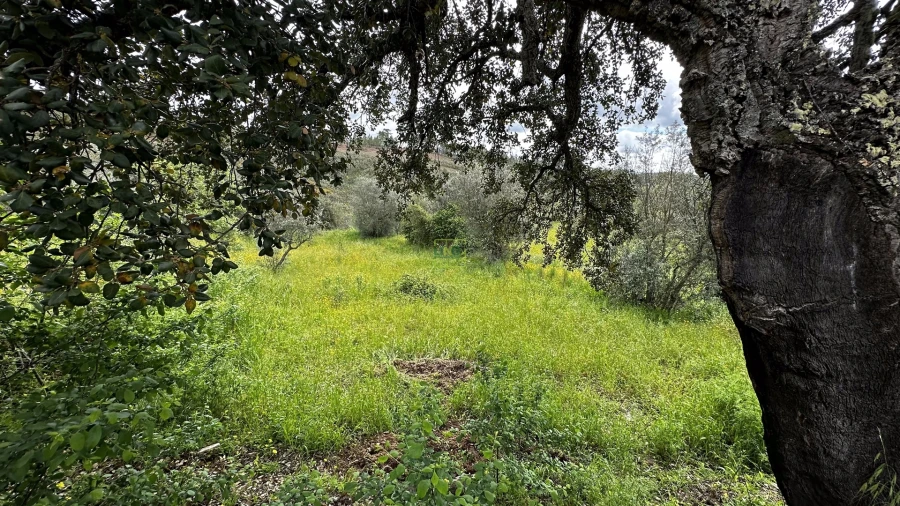 Terreno Agricola ou Rústico para Venda em Santo Andre das Tojeiras Foto 3