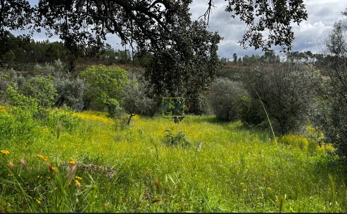 Terreno Agricola ou Rústico para Venda em Santo Andre das Tojeiras Foto 13