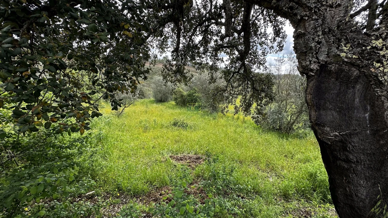 Terreno Agricola ou Rústico para Venda em Santo Andre das Tojeiras Foto 3