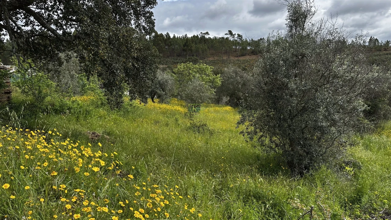 Terreno Agricola ou Rústico para Venda em Santo Andre das Tojeiras Foto 8