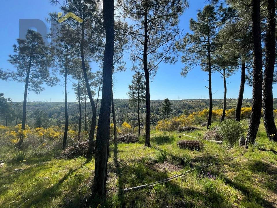 Terreno Agricola ou Rústico para Venda em Salgueiro do Campo Foto 25