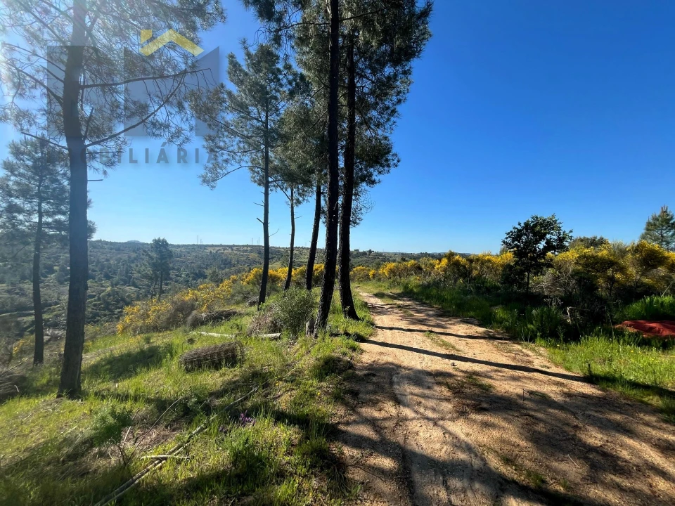 Terreno Agricola ou Rústico para Venda em Salgueiro do Campo Foto 26