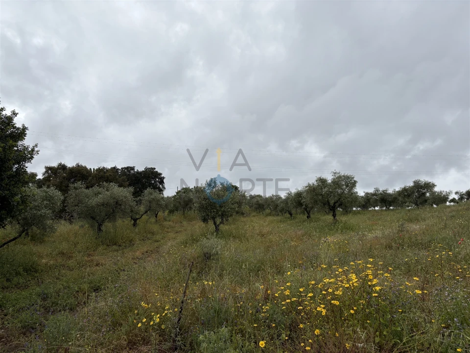 Moradia T0 para Venda em Castro Vicente Foto 22