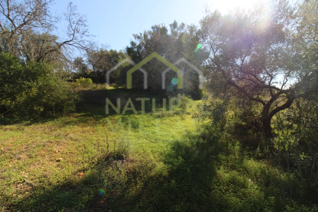 Terreno Misto para Venda em Loule (São Sebastião) Foto 10