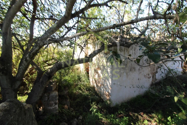 Terreno Misto para Venda em Loule (São Sebastião) Foto 6