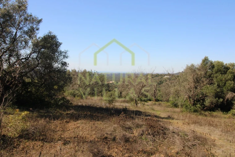 Terreno Misto para Venda em Loule (São Sebastião) Foto 7