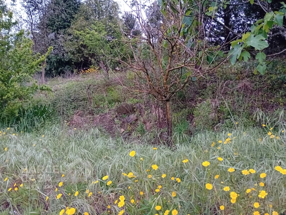 Terreno para Venda em Carapeços Foto 7