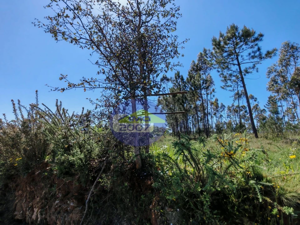 Terreno para Venda em Ovar, São João, Arada e São Vicente de Pereira Jusã Foto 16