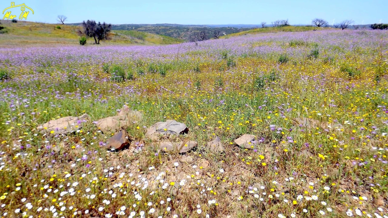 Terreno Agricola ou Rústico para Venda em Azinhal Foto 12