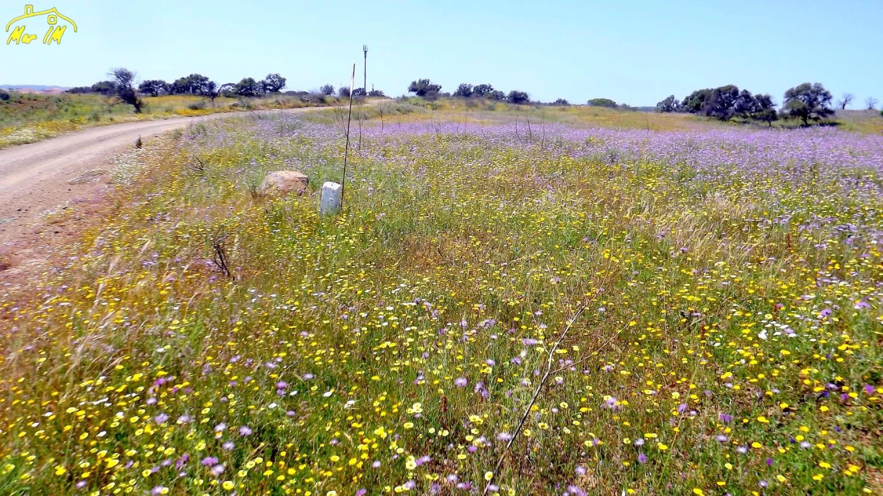 Terreno Agricola ou Rústico para Venda em Azinhal Foto 14
