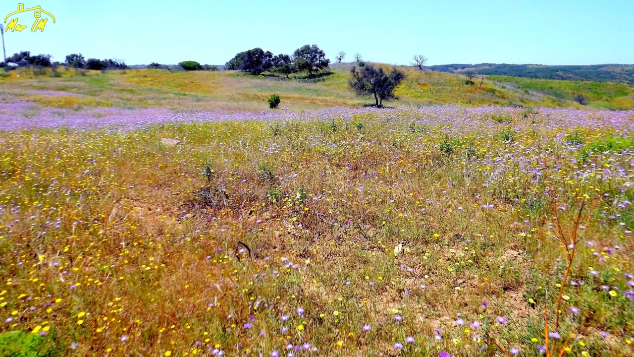 Terreno Agricola ou Rústico para Venda em Azinhal Foto 21