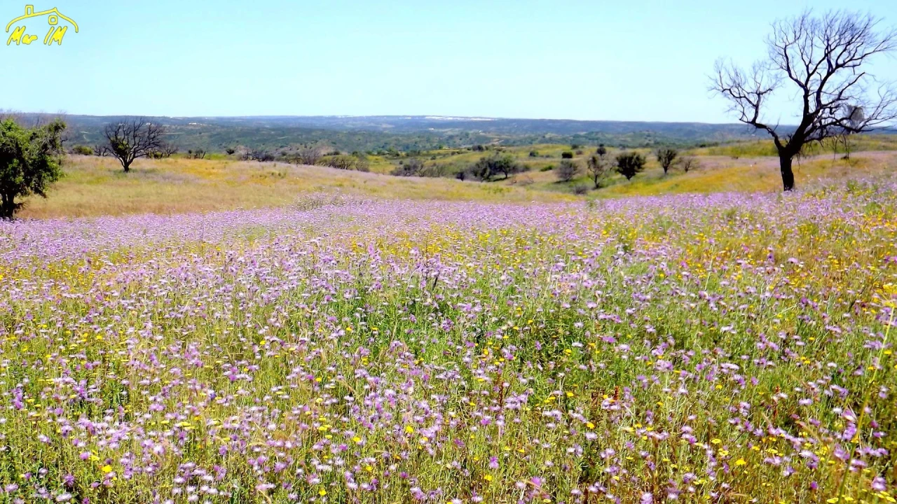 Terreno Agricola ou Rústico para Venda em Azinhal Foto 25