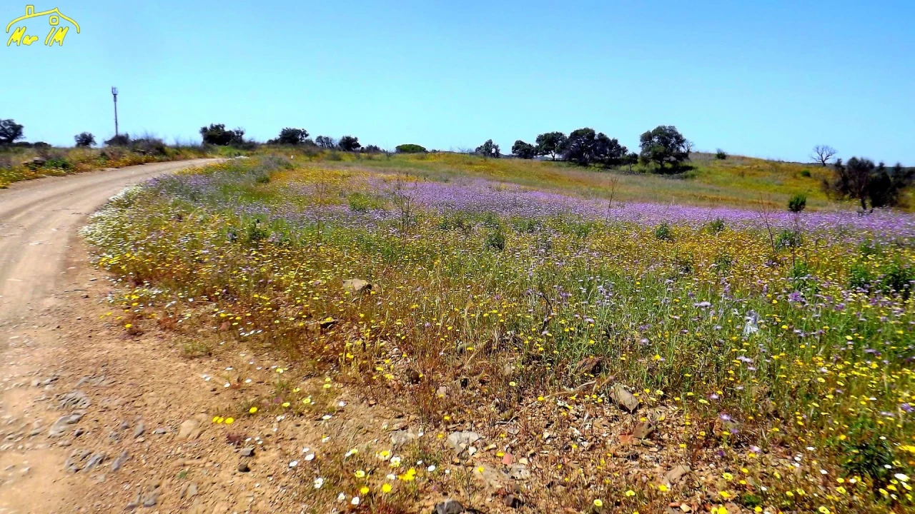 Terreno Agricola ou Rústico para Venda em Azinhal Foto 31
