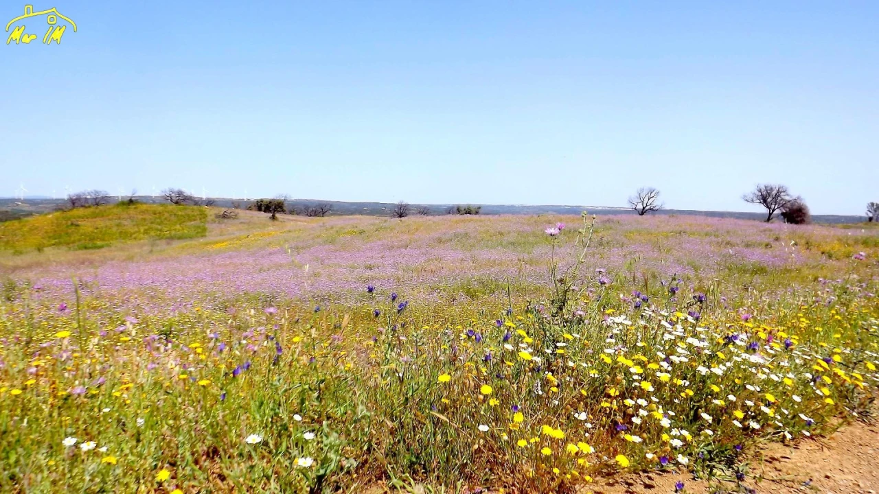 Terreno Agricola ou Rústico para Venda em Azinhal Foto 8