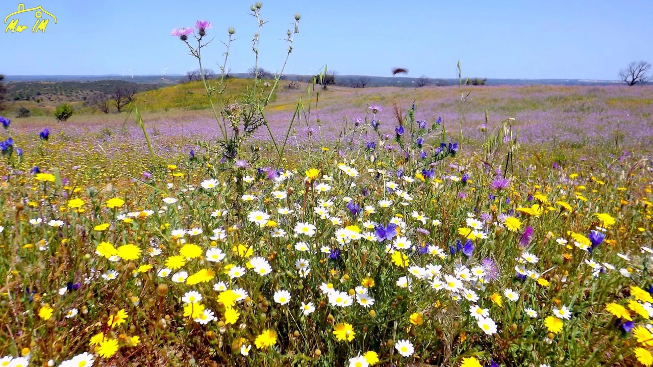 Terreno Agricola ou Rústico para Venda em Azinhal Foto 9