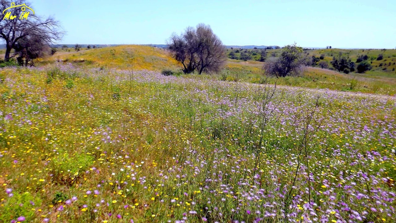 Terreno Agricola ou Rústico para Venda em Azinhal Foto 20