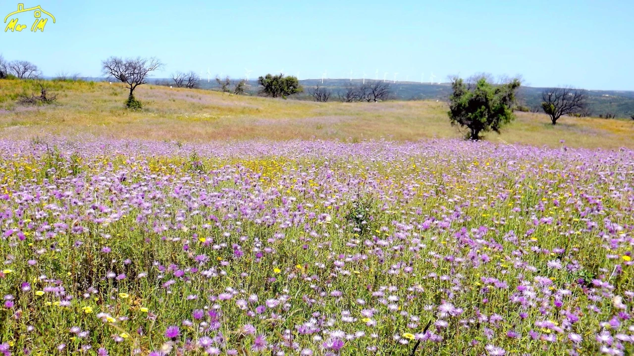 Terreno Agricola ou Rústico para Venda em Azinhal Foto 26