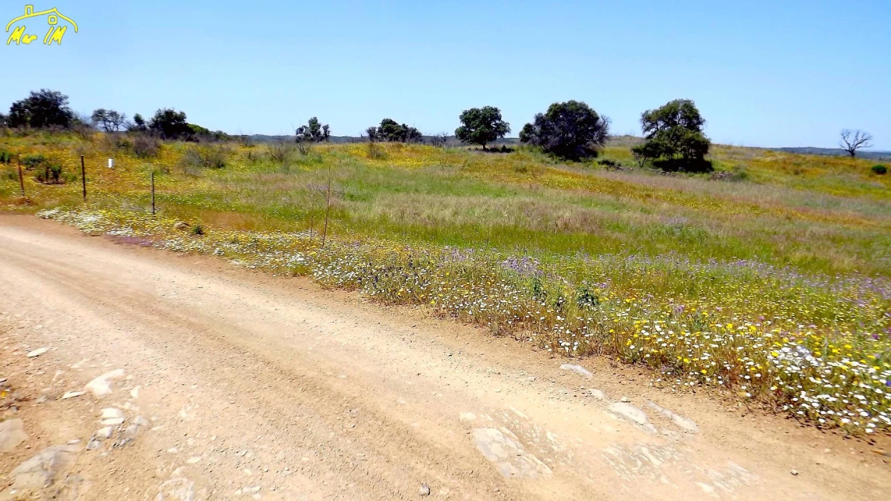 Terreno Agricola ou Rústico para Venda em Azinhal Foto 8