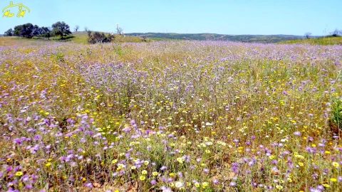 Terreno Agricola ou Rústico para Venda em Azinhal
