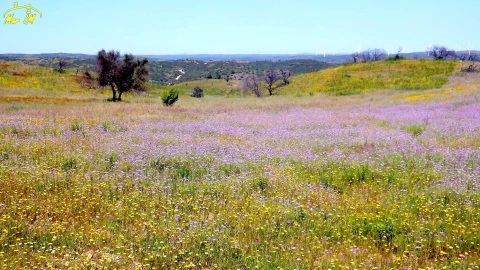 Terreno Agricola ou Rústico para Venda em Azinhal