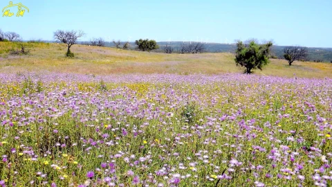 Terreno Agricola ou Rústico para Venda em Azinhal