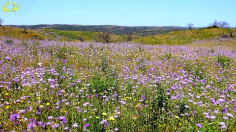 Terreno Agricola ou Rústico para Venda em Azinhal