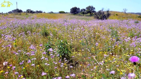 Terreno Agricola ou Rústico para Venda em Azinhal