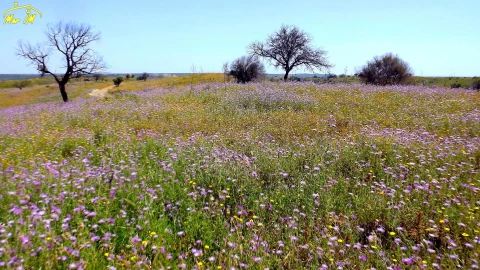 Terreno Agricola ou Rústico para Venda em Azinhal