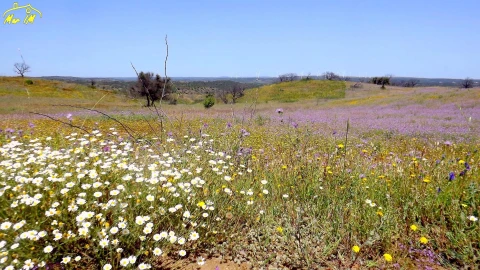 Terreno Agricola ou Rústico para Venda em Azinhal