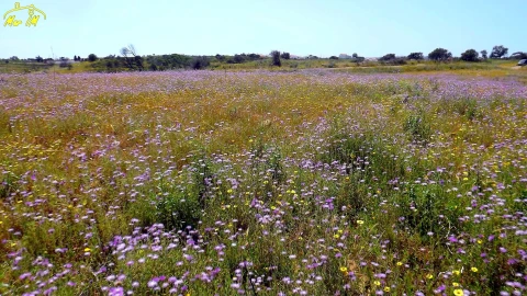 Terreno Agricola ou Rústico para Venda em Azinhal