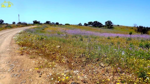 Terreno Agricola ou Rústico para Venda em Azinhal