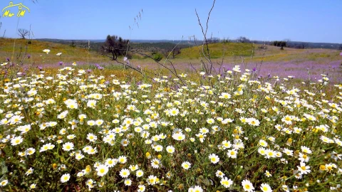 Terreno Agricola ou Rústico para Venda em Azinhal