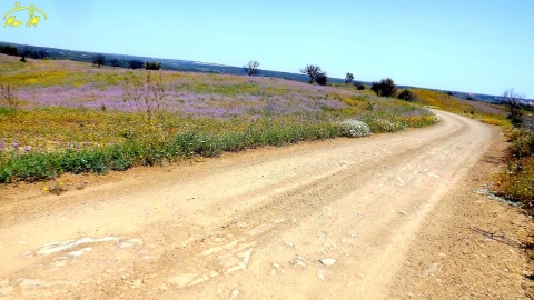 Terreno Agricola ou Rústico para Venda em Azinhal