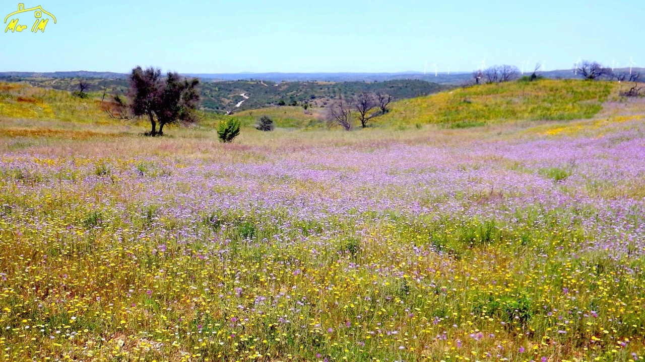 Terreno Agricola ou Rústico para Venda em Azinhal Foto 2