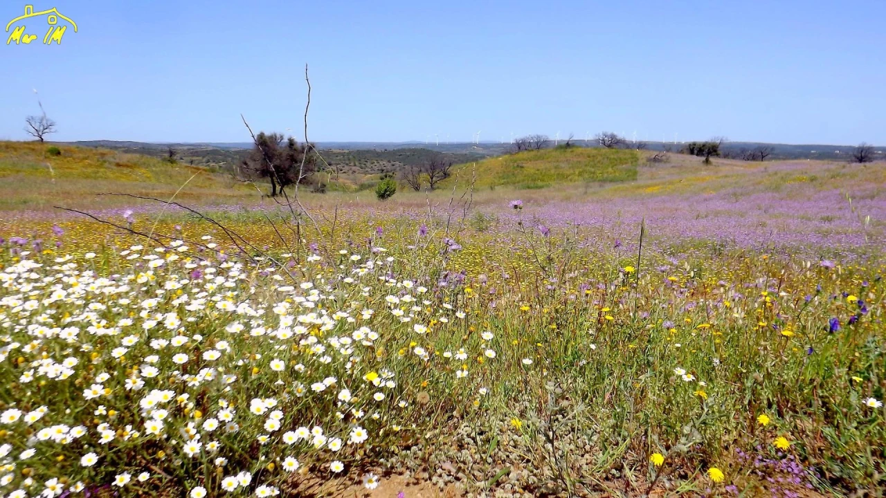 Terreno Agricola ou Rústico para Venda em Azinhal Foto 3