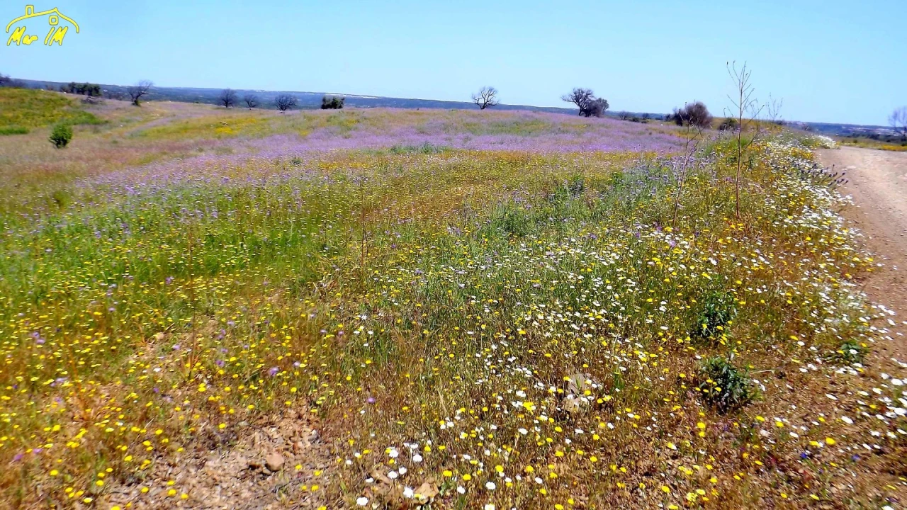 Terreno Agricola ou Rústico para Venda em Azinhal Foto 5