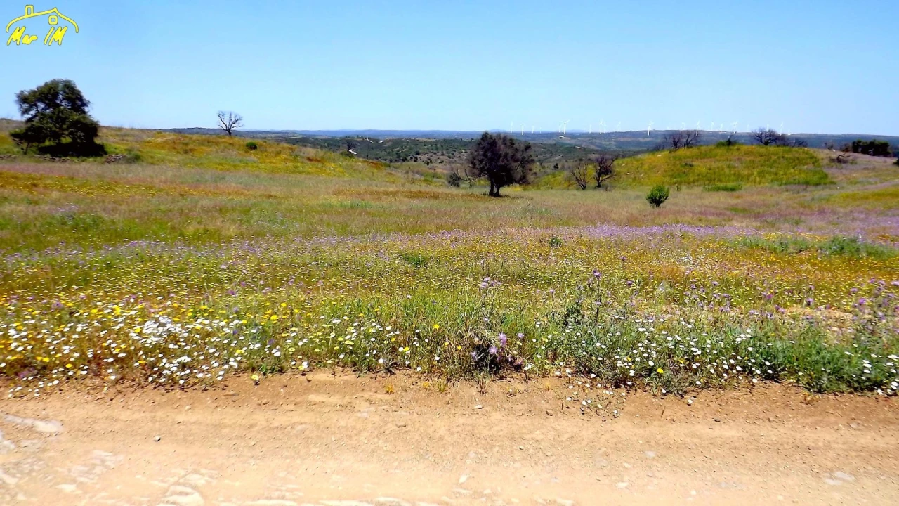 Terreno Agricola ou Rústico para Venda em Azinhal Foto 7