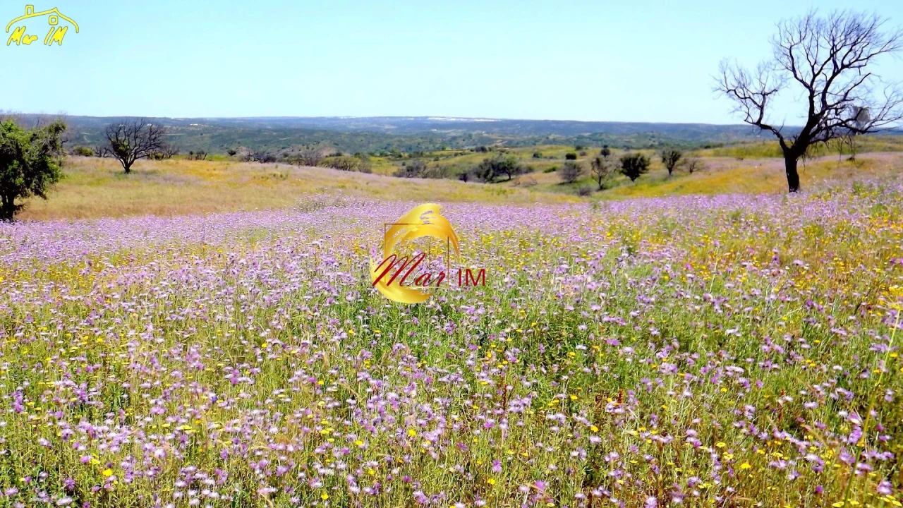 Terreno Agricola ou Rústico para Venda em Azinhal Foto 25