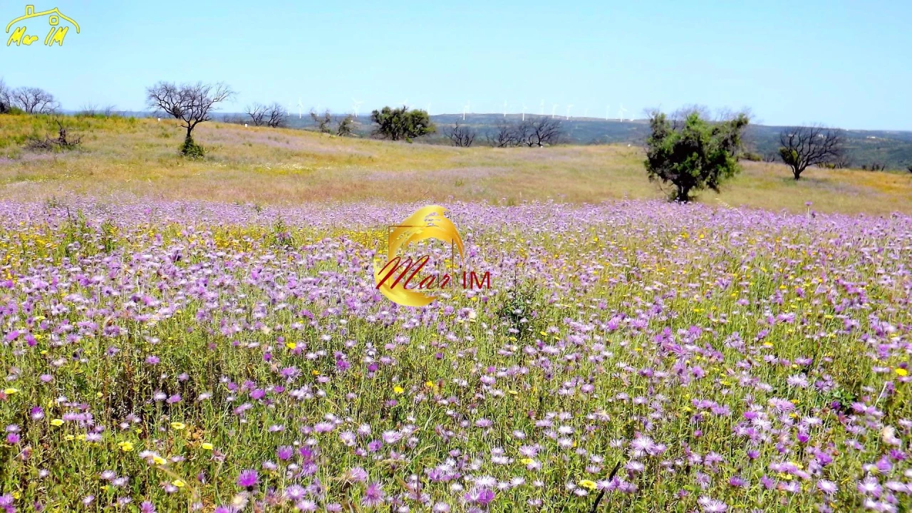 Terreno Agricola ou Rústico para Venda em Azinhal Foto 26
