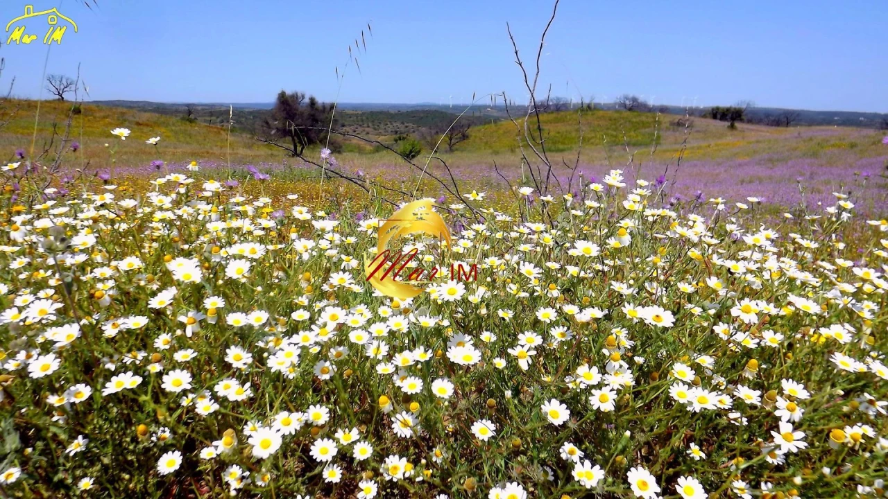 Terreno Agricola ou Rústico para Venda em Azinhal Foto 32
