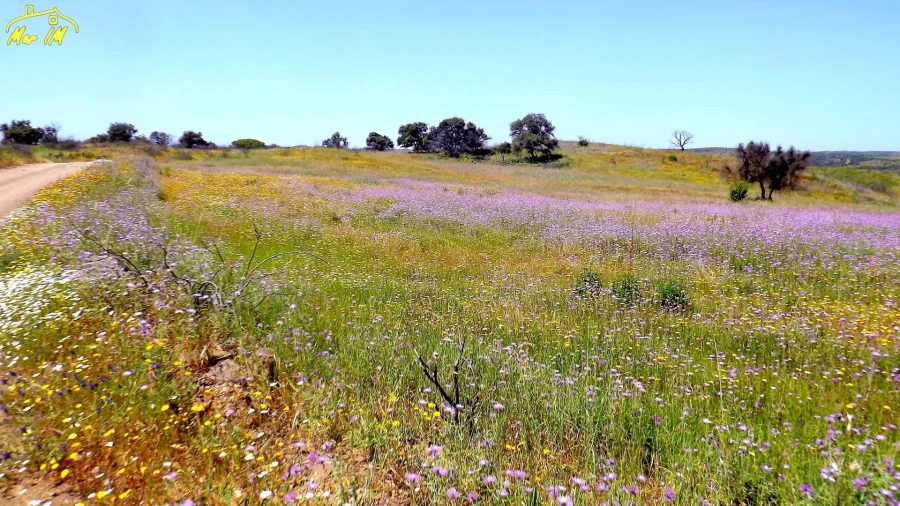 Terreno Agricola ou Rústico para Venda em Azinhal Foto 11