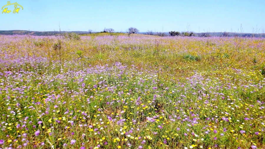 Terreno Agricola ou Rústico para Venda em Azinhal Foto 15