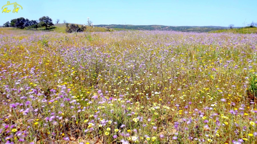 Terreno Agricola ou Rústico para Venda em Azinhal Foto 17