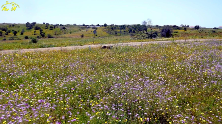 Terreno Agricola ou Rústico para Venda em Azinhal Foto 18