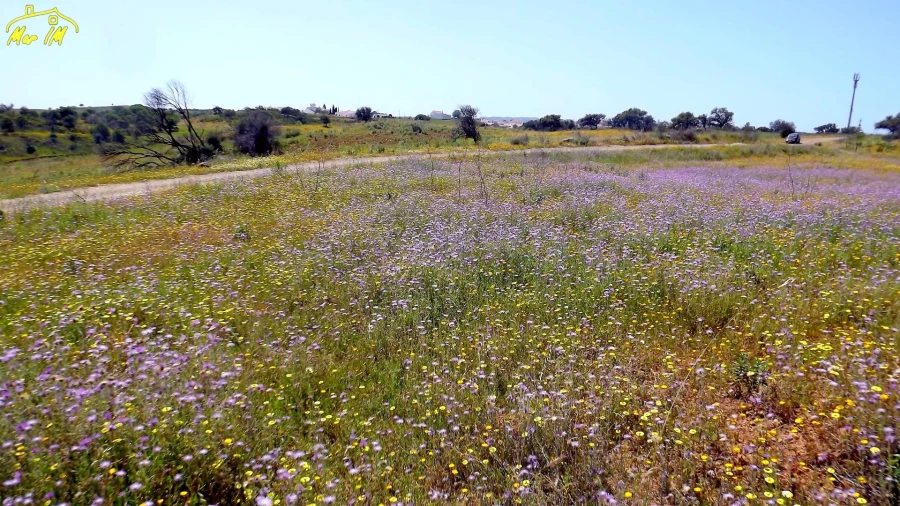Terreno Agricola ou Rústico para Venda em Azinhal Foto 19