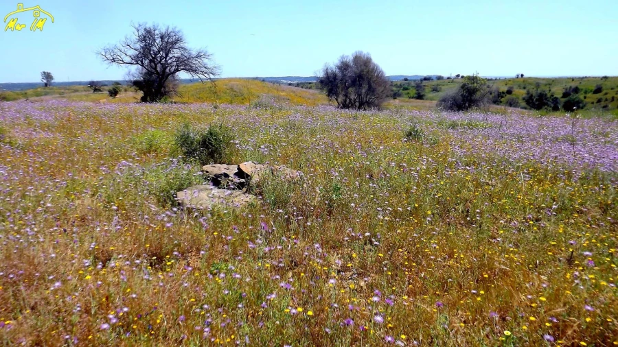Terreno Agricola ou Rústico para Venda em Azinhal Foto 23