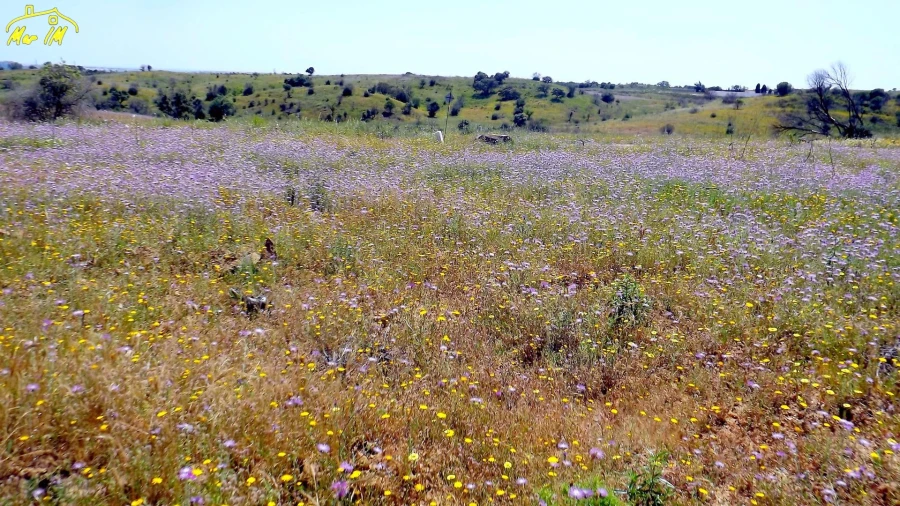 Terreno Agricola ou Rústico para Venda em Azinhal Foto 24